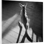 Young Kangaroo and Shadows by Anonymous