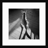 Young Kangaroo and Shadows by Anonymous