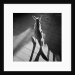 Young Kangaroo and Shadows by Anonymous