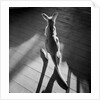 Young Kangaroo and Shadows by Anonymous