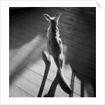 Young Kangaroo and Shadows by Anonymous
