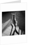 Young Kangaroo and Shadows by Anonymous