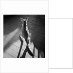 Young Kangaroo and Shadows by Anonymous