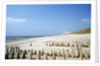 Sylt Beach by Anonymous