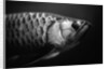 Fish by Anonymous