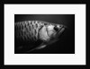 Fish by Anonymous