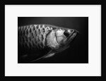 Fish by Anonymous