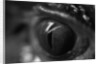 Reptile Eye by Anonymous
