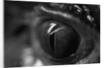 Reptile Eye by Anonymous