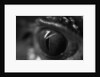 Reptile Eye by Anonymous