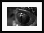 Reptile Eye by Anonymous