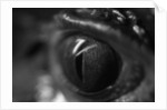 Reptile Eye by Anonymous