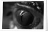 Reptile Eye by Anonymous