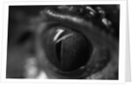 Reptile Eye by Anonymous