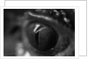 Reptile Eye by Anonymous