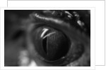 Reptile Eye by Anonymous