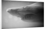 Shark Mouth by Anonymous