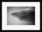 Shark Mouth by Anonymous