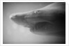 Shark Mouth by Anonymous