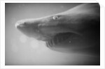 Shark Mouth by Anonymous