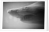 Shark Mouth by Anonymous