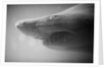 Shark Mouth by Anonymous