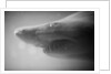 Shark Mouth by Anonymous