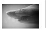 Shark Mouth by Anonymous