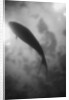 Silhouette of a Fish by Anonymous