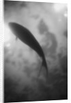 Silhouette of a Fish by Anonymous
