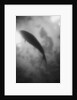 Silhouette of a Fish by Anonymous