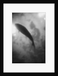 Silhouette of a Fish by Anonymous
