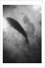 Silhouette of a Fish by Anonymous