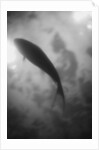 Silhouette of a Fish by Anonymous