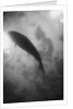 Silhouette of a Fish by Anonymous