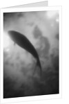 Silhouette of a Fish by Anonymous