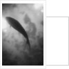 Silhouette of a Fish by Anonymous