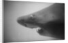 Head of a Shark by Anonymous