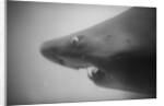 Head of a Shark by Anonymous