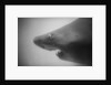 Head of a Shark by Anonymous