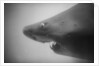 Head of a Shark by Anonymous