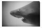 Head of a Shark by Anonymous