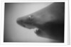 Head of a Shark by Anonymous