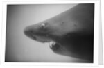 Head of a Shark by Anonymous