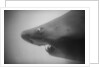 Head of a Shark by Anonymous