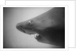 Head of a Shark by Anonymous