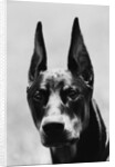 Head of Doberman Pinscher by Anonymous