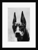 Head of Doberman Pinscher by Anonymous
