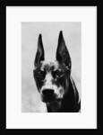 Head of Doberman Pinscher by Anonymous