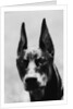 Head of Doberman Pinscher by Anonymous